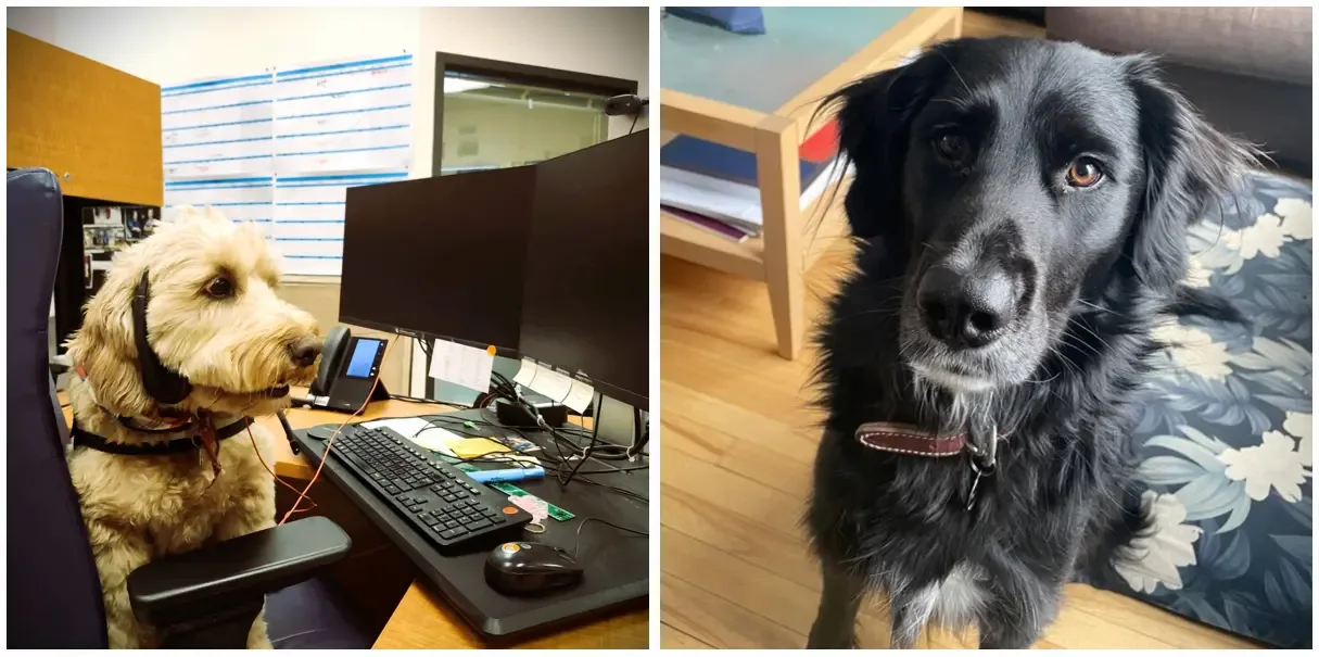 Deux chiens d'intervention